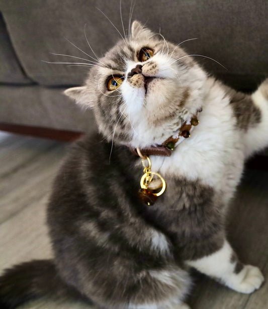 Collar para mascota